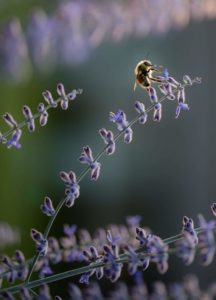 Lavender flower being pollinated by bee